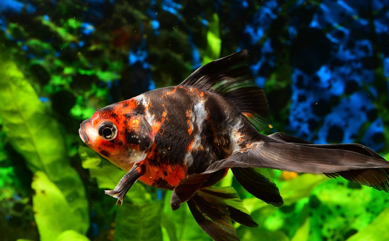 goldfish, fish tank, pet, aquarium, goldfish, goldfish, goldfish, goldfish, goldfish, fish tank, fish tank, fish tank