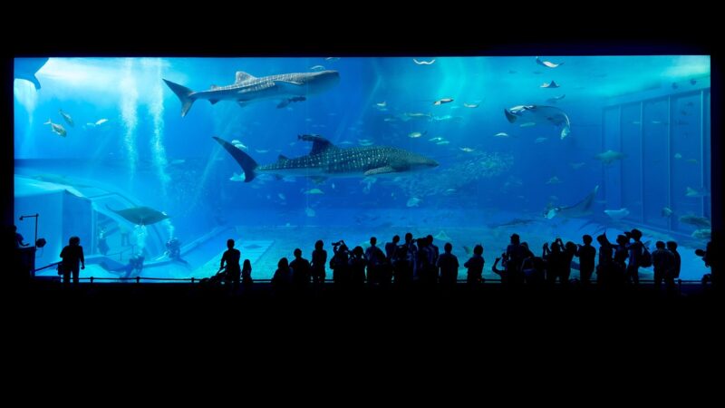 aquarium, sharks, okinawa, japan, fish tank, animals, marine animals, nature, people, crowd, aquarium, aquarium, aquarium, aq