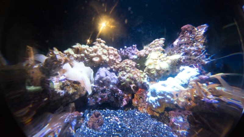 white and gray coral reef