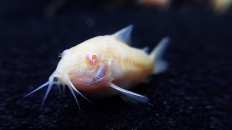 fish, pet fish, catfish, pet, aquarium, cory catfish, nature, corydoras, albino, animal, fish tank, freshwater, aquatic, blue