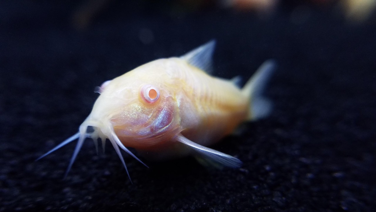 fish, pet fish, catfish, pet, aquarium, cory catfish, nature, corydoras, albino, animal, fish tank, freshwater, aquatic, blue