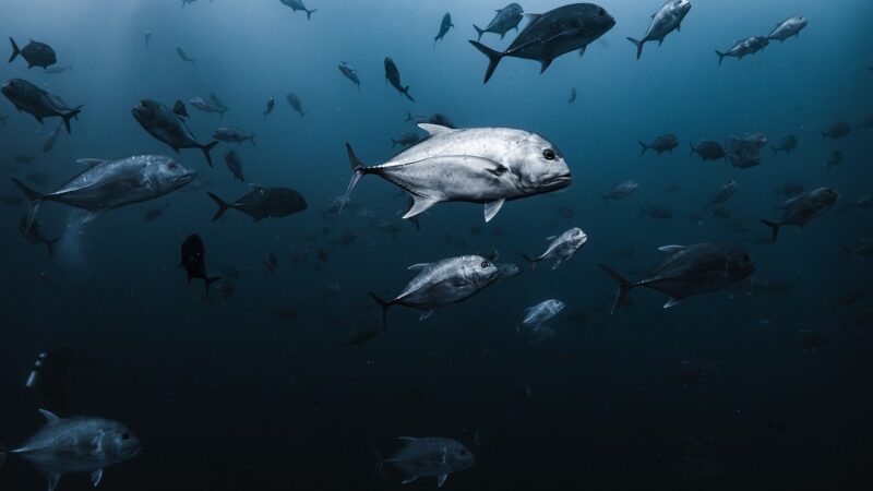 giant trevally, large trevally, school of fish, fishes, fish school, nature, underwater, dive, sea, water, ocean, maldives