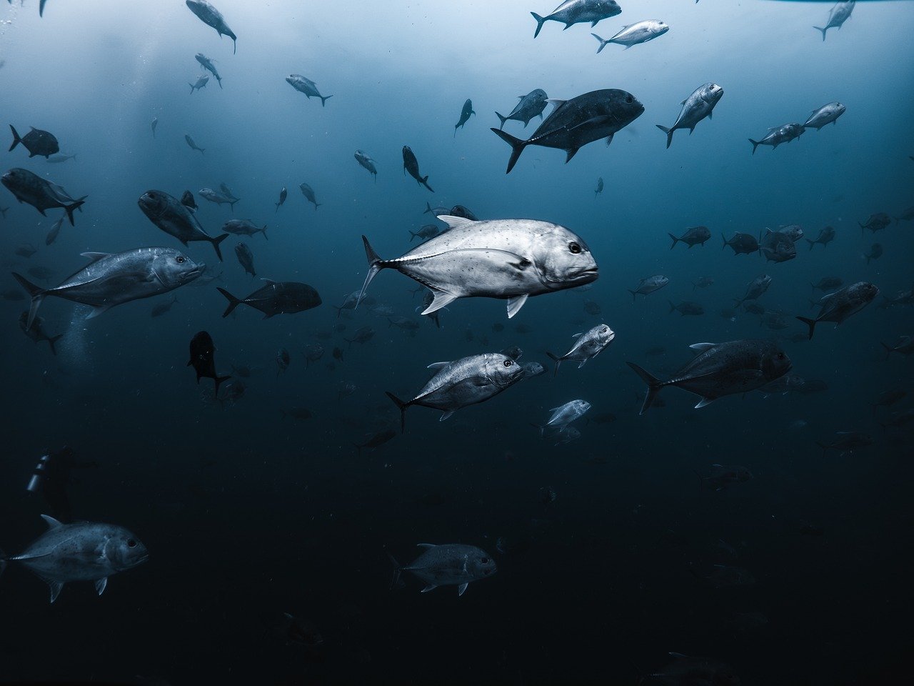 giant trevally, large trevally, school of fish, fishes, fish school, nature, underwater, dive, sea, water, ocean, maldives