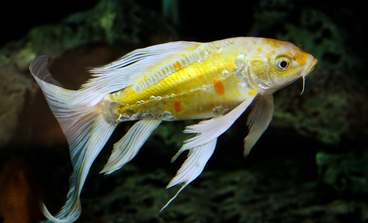 fish, freshwater fish, nature, aquarium, tank, marine animal, animal, fish, fish, fish, fish, fish, freshwater fish, animal,