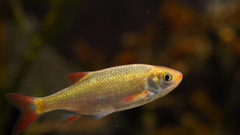 fish, goldfish, freshwater fish, aquarium, underwater, nature, tank