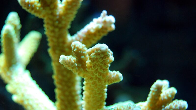 acropora microclados strawberry shortcake aquarium fish — featured image for acropora microclados strawberry shortcake care