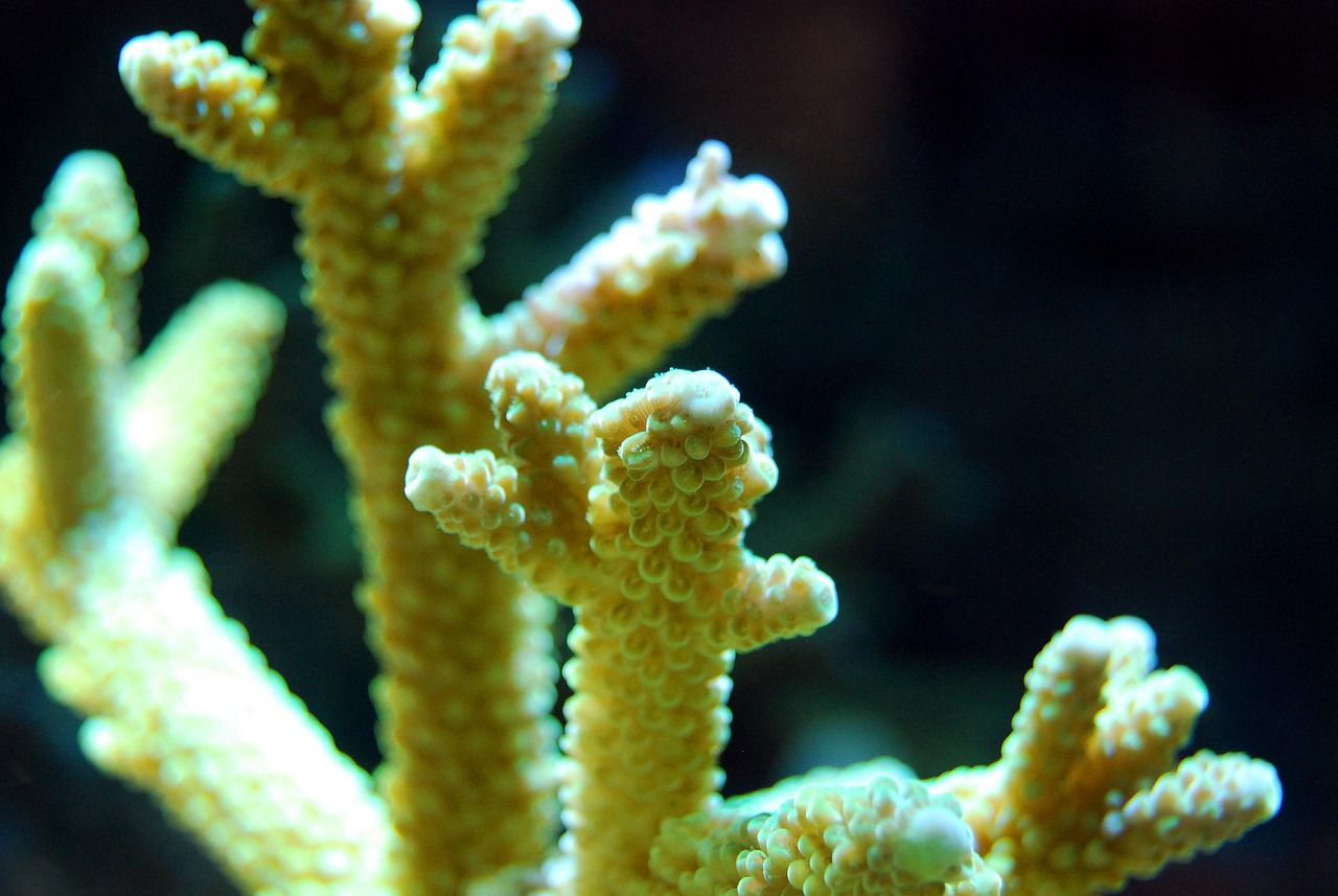 acropora microclados strawberry shortcake aquarium fish — featured image for acropora microclados strawberry shortcake care
