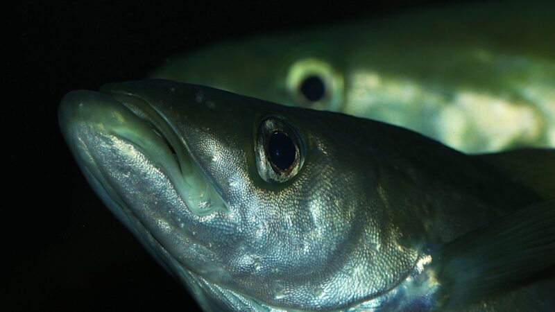 fish, nature, aquarium, water, aqua, tank