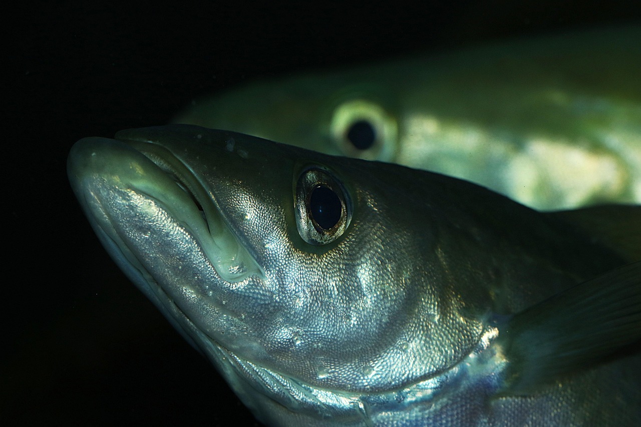 fish, nature, aquarium, water, aqua, tank