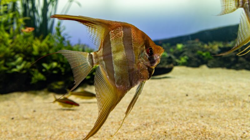 African Butterfly Fish Care Guide