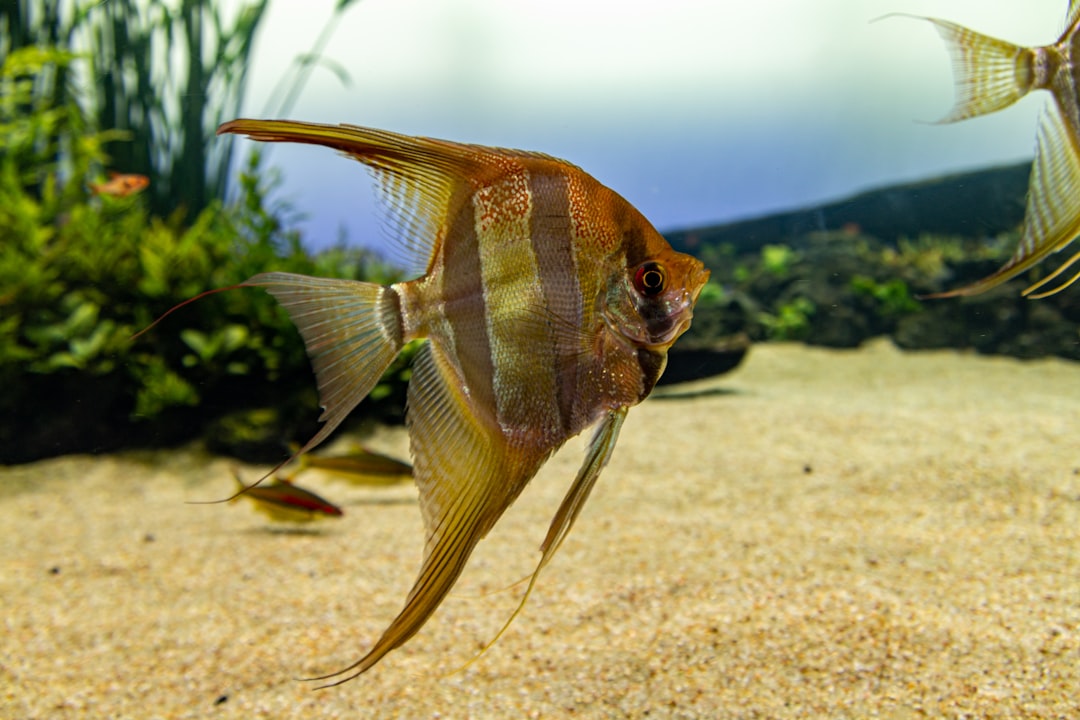 African Butterfly Fish Care Guide