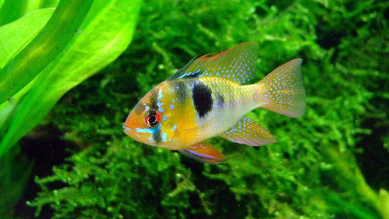 butterfly cichlid, aquarium, fish, underwater, fin, red, freshwater fish, water, carp fish, retired, multicoloured, coloured,