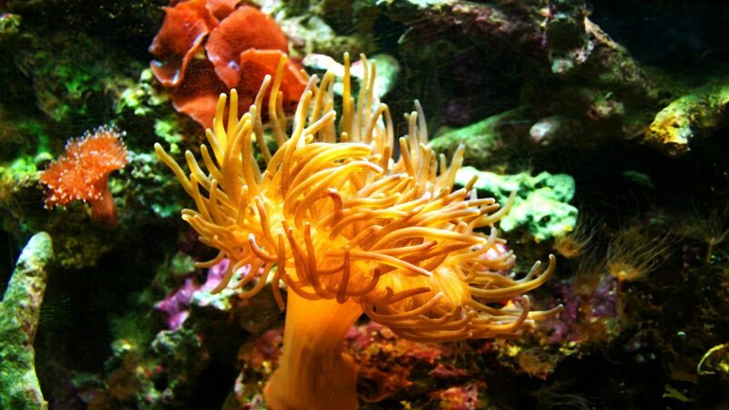sea anemone, aquarium, jellyfish, corral, underwater, jelly, sea, tank, free-floating, landscape, nature, horizontal, free im