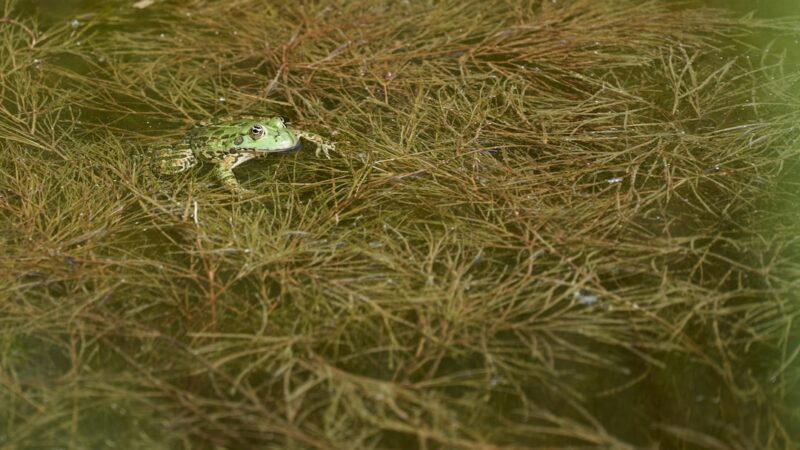 Best Tank Mates for African Dwarf Frogs