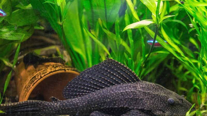 Agamyxis Catfish Care Guide: The Spotted Talking Catfish