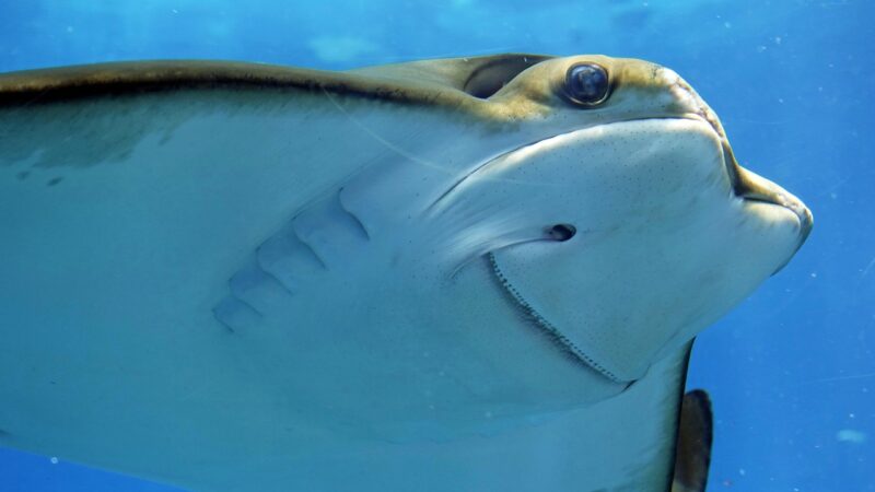 stingray, smelled, underwater, underwater world, sea creatures, aquarium, under water, animal, sea animal, creature, nature,