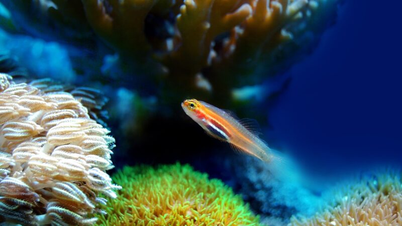 aiptasia x application reef reef aquarium — featured image for aiptasia x application guide reef