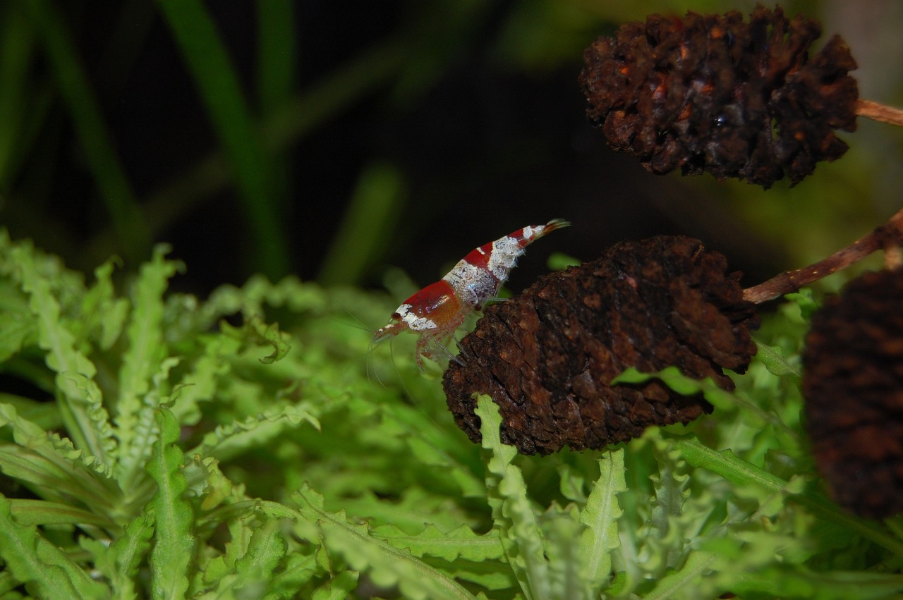 aquarium, freshwater, underwater, aquaristic, red, aquatic life, dwarf shrimp, small, underwater world, alder suppositories,