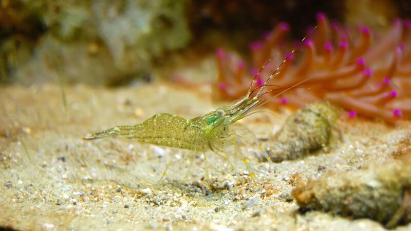 How to Breed Amano Shrimp