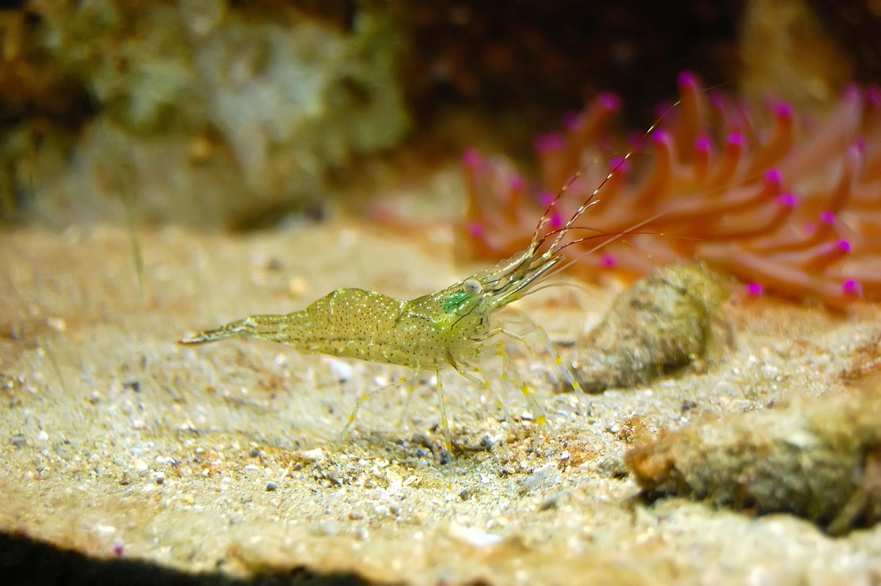 How to Breed Amano Shrimp