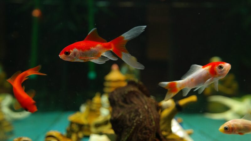 fishes, goldfish, freshwater fish, carp fish, nature, cyprinidae, aquarium, sarasa, japanese breeding form, cultivated form,