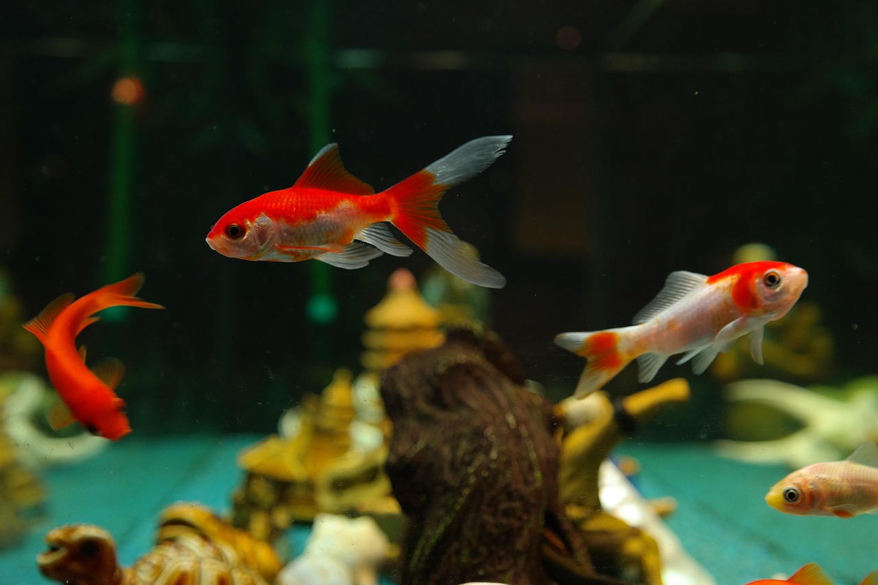 fishes, goldfish, freshwater fish, carp fish, nature, cyprinidae, aquarium, sarasa, japanese breeding form, cultivated form,