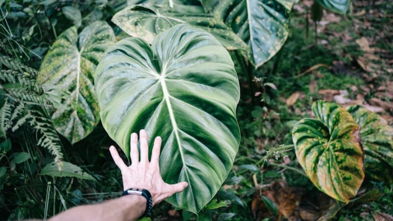 Amazon Sword Care Guide: The Classic Centrepiece Plant