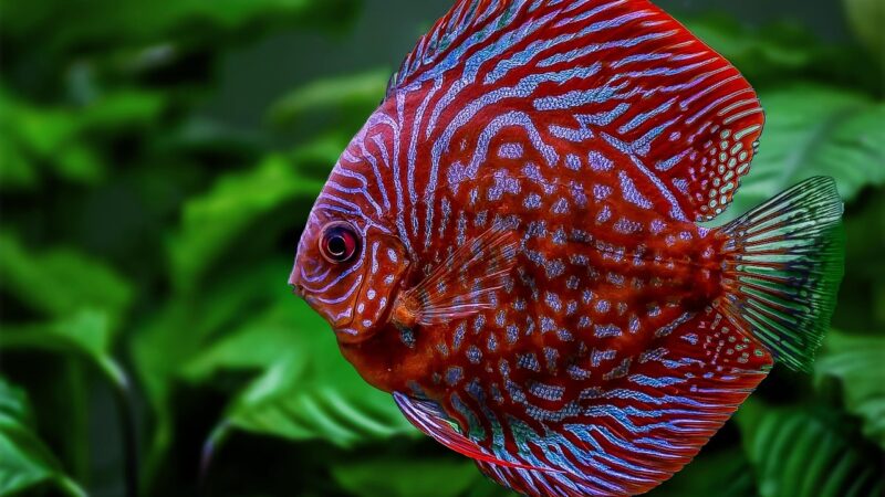 amazon tributary igarape biotope aquarium fish — featured image for amazon tributary igarape biotope