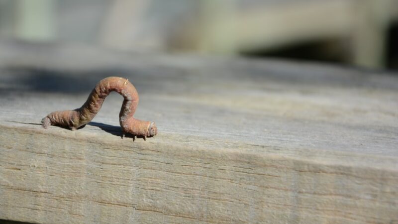 Anchor Worm in Fish: Identification and Removal