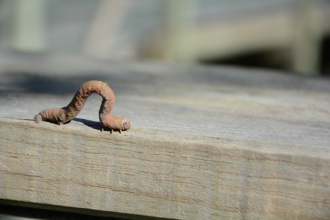 Anchor Worm in Fish: Identification and Removal