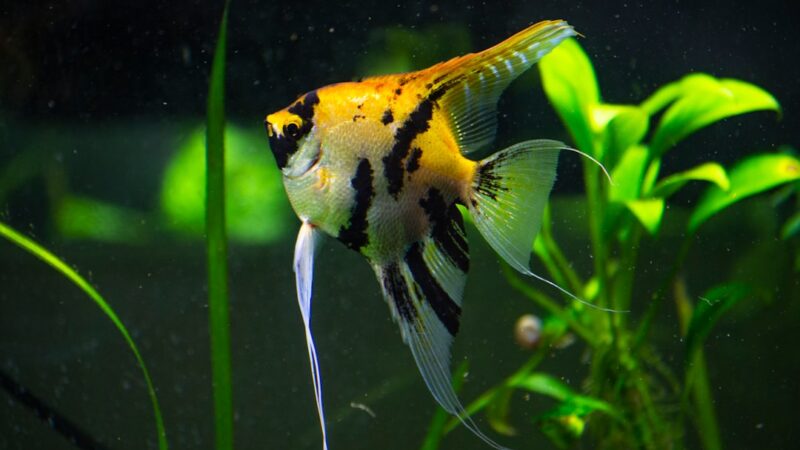 Angelfish Care Guide: The Majestic Freshwater Cichlid