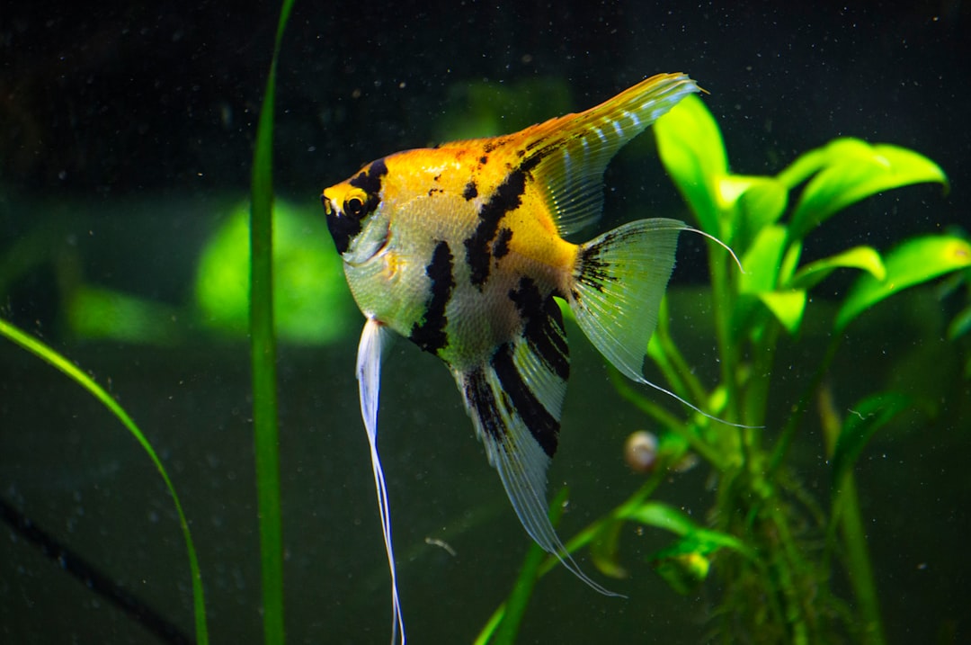 Angelfish Care Guide: The Majestic Freshwater Cichlid