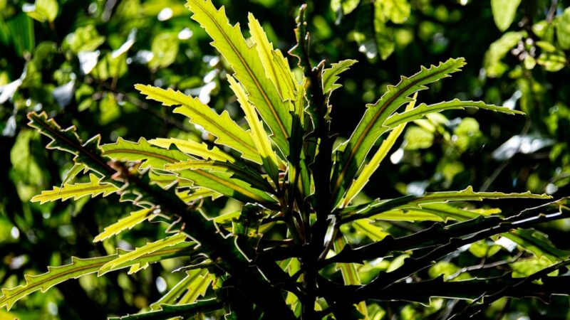 Anubias Barteri var. Glabra Care Guide