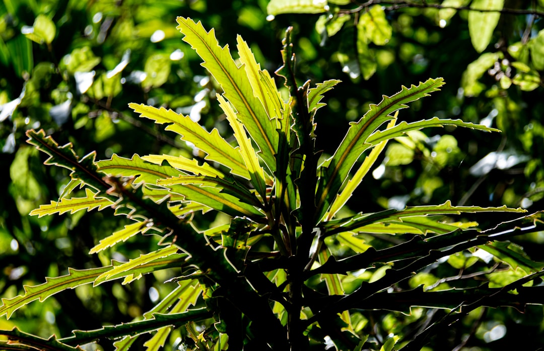 Anubias Barteri var. Glabra Care Guide