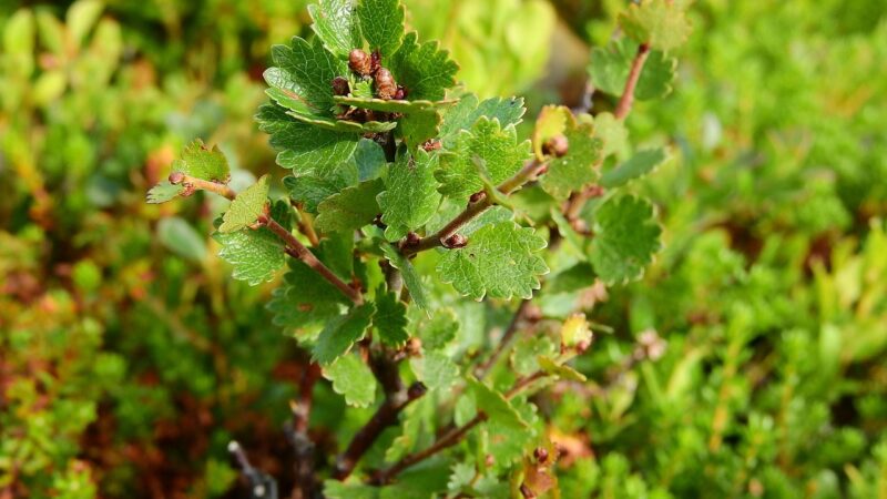 betula nana, birch, dwarf birch, sweden, plants, nature, glacial relic