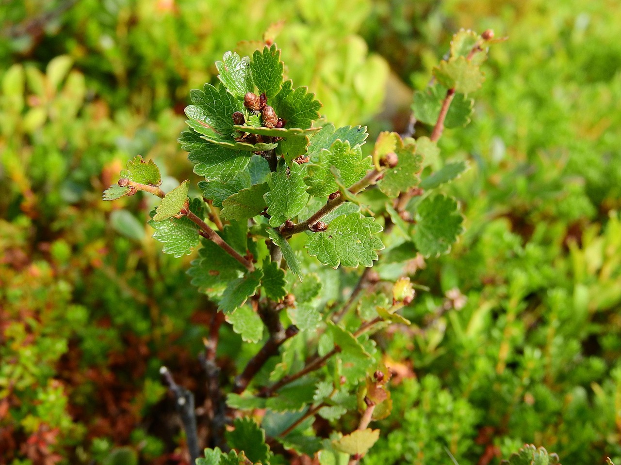 betula nana, birch, dwarf birch, sweden, plants, nature, glacial relic