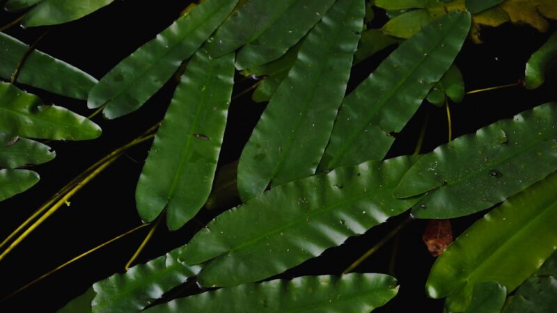Anubias Nana Golden Care Guide: Yellow-Green Accent Plant
