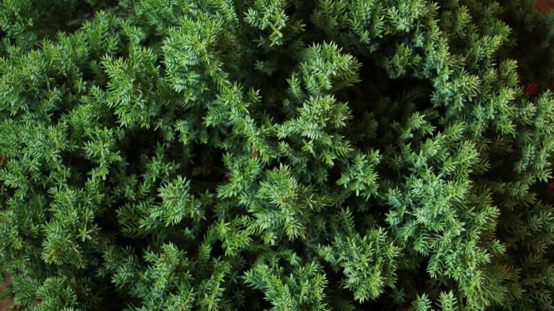 flora, leaf, nature, spice, aromatic, juniper, juniperus, procumbens, nana, juniper, juniper, juniper, juniper, juniper, juni