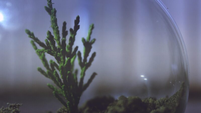 Anubias Pangolino Care Guide