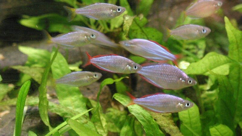 Anubias Varieties Guide: Every Type Compared