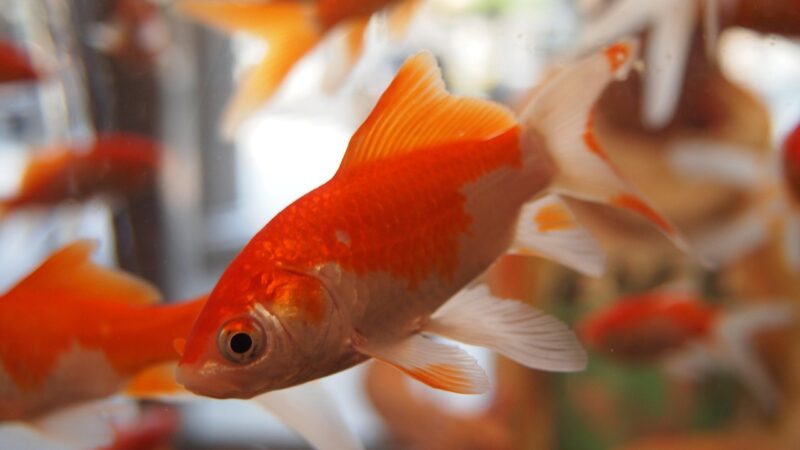 freshwater aquarium tank — featured image for apex fusion dashboard custom panels