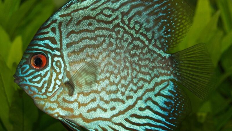 perch, cichlid, discus cichlid, freshwater fish, symphysodon, discus fish, nature, tropical, fish, turquoise, aquarium