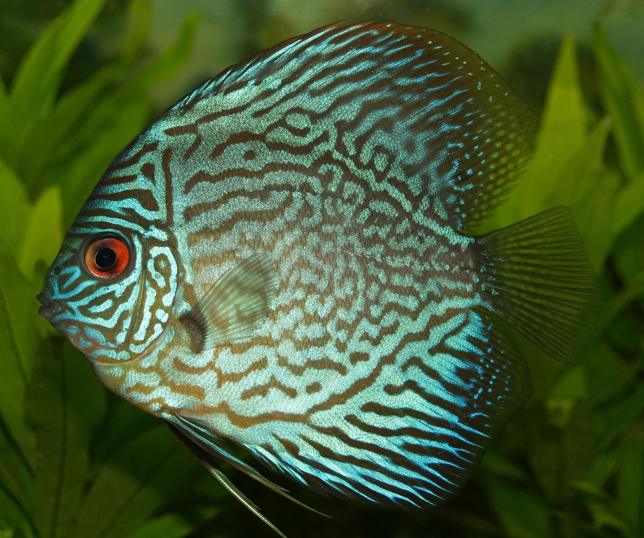 perch, cichlid, discus cichlid, freshwater fish, symphysodon, discus fish, nature, tropical, fish, turquoise, aquarium