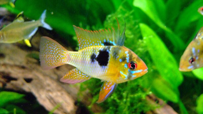 butterfly cichlid, barch, cichlid, fish, freshwater fish, carp fish, rivers, underwater, aquarium, water, red, multicoloured,
