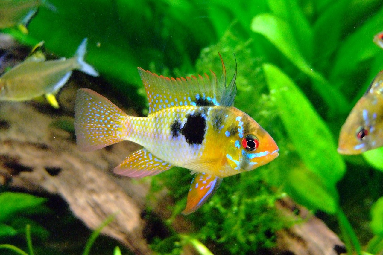 butterfly cichlid, barch, cichlid, fish, freshwater fish, carp fish, rivers, underwater, aquarium, water, red, multicoloured,