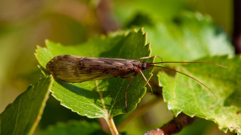 Aponogeton Ulvaceus Care Guide: Wavy Leaves, Easy Growth