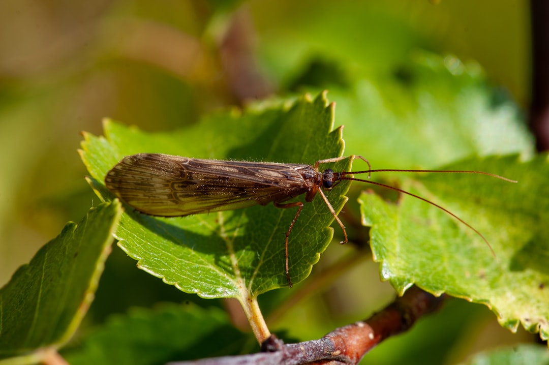 Aponogeton Ulvaceus Care Guide: Wavy Leaves, Easy Growth