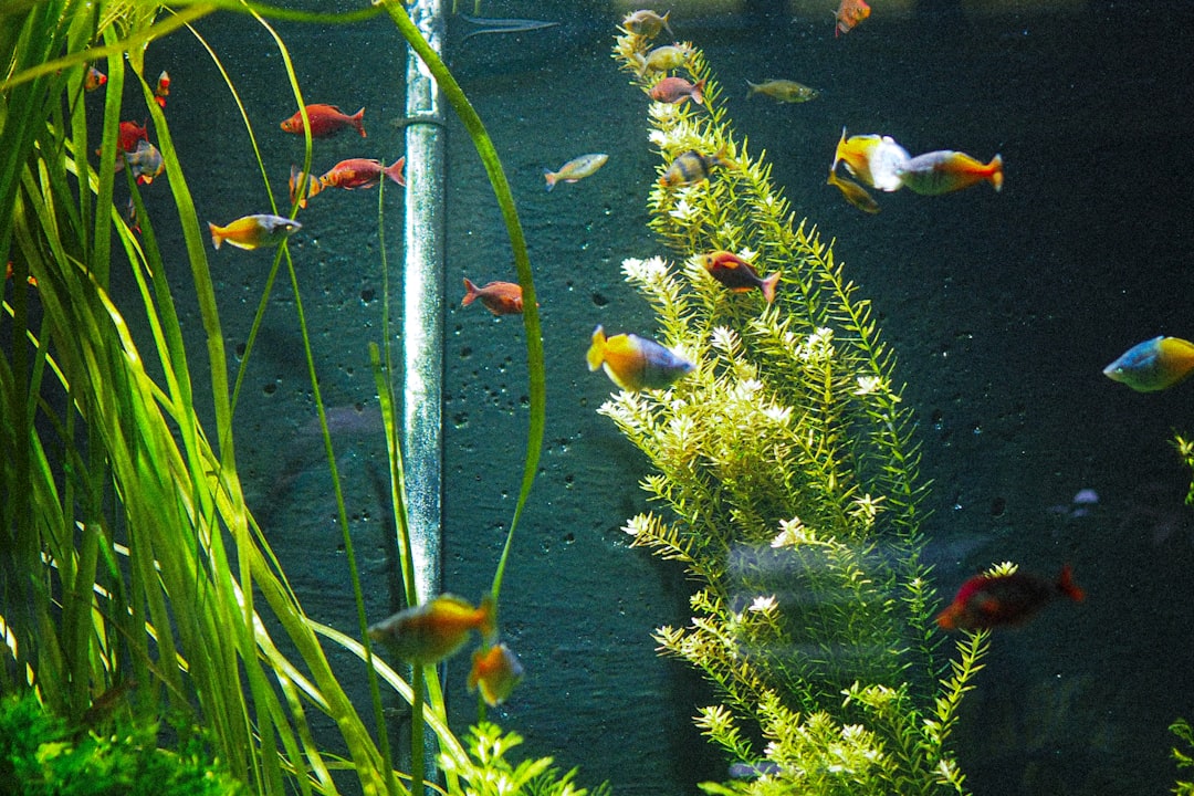 Bacterial Bloom in Aquariums: Milky Water Explained