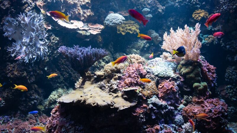 Aquarium Bioload Explained: How to Stock Your Tank Safely