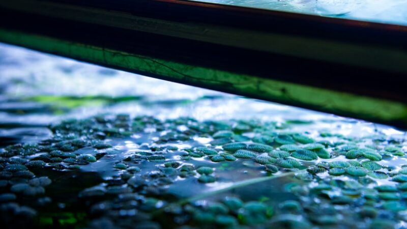 How to Do an Aquarium Blackout to Kill Algae